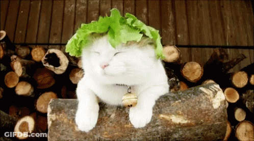 White Cat With Bell Laying On Log GIF