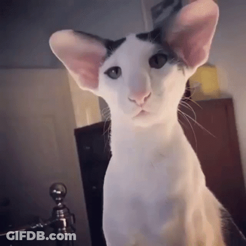 White Cat With Big Ears And Green Eyes Sitting On Bed GIF