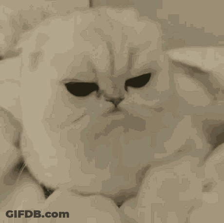 White Cat With Big Eyes Lying GIF