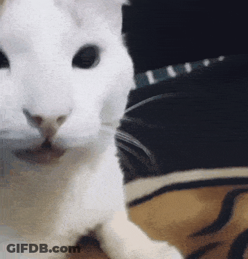 White Cat With Black Collar GIF