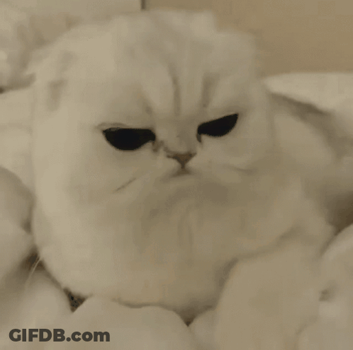 White Cat With Black Eyes Looking At Camera GIF