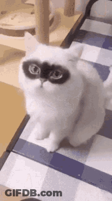 White Cat With Black Mask On Checkered Table GIF