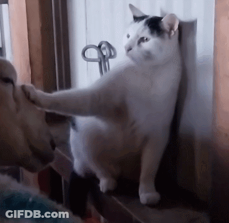 White Cat With Black Spot Beside Dog On Window Sill GIF