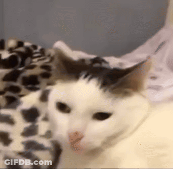 White Cat With Black Spot Laying On Leopard Print Blanket GIF