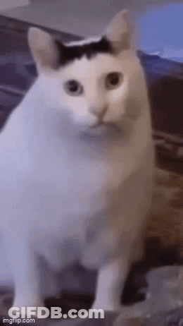 White Cat With Black Spot On Head GIF