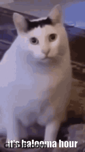 White Cat With Black Spot Says It's Balooma Hour GIF