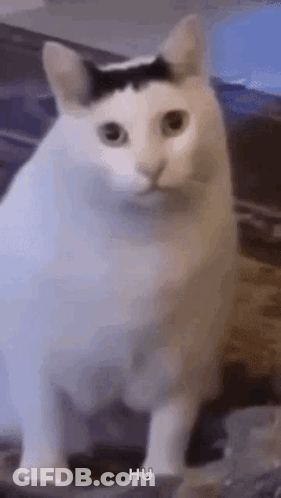 White Cat With Black Spot Sitting GIF