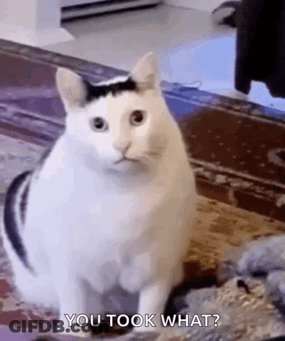 White Cat With Black Spot Sitting GIF