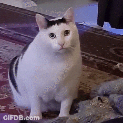 White Cat With Black Spot Standing On Rug GIF