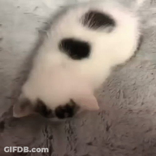 White Cat With Black Spots Laying On Back GIF