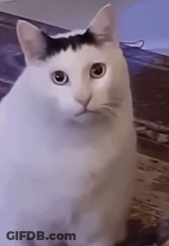 White Cat With Black Stripe On Head GIF