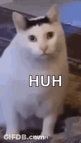 White Cat With Black Stripe Sitting GIF