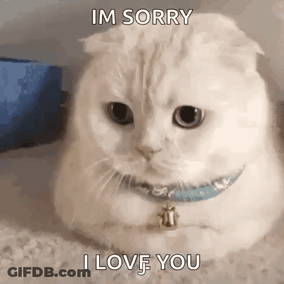 White Cat With Blue Collar Saying I'm Sorry I Love You GIF