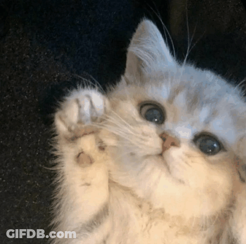 White Cat With Blue Eyes Laying On Back Looking At Camera GIF