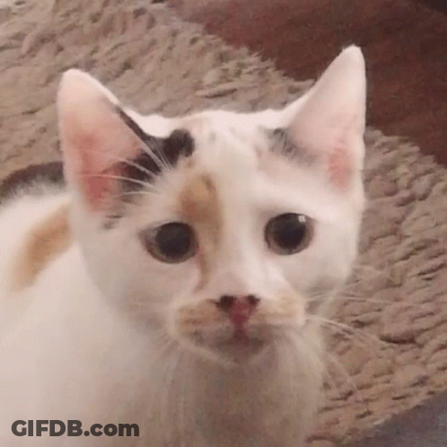 White Cat With Brown Nose Spot Looking At Camera GIF