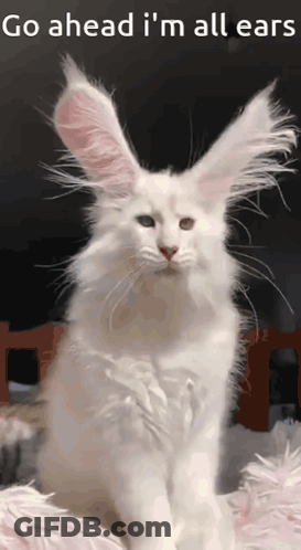 White Cat With Bunny Ears Go Ahead I'm All Ears GIF