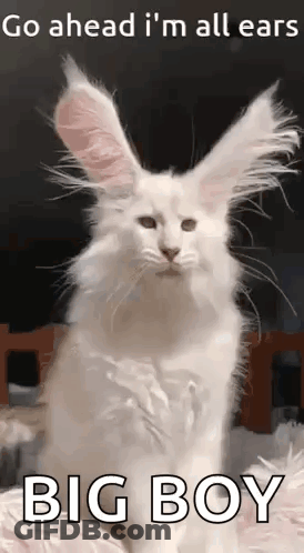 White Cat With Bunny Ears Go Ahead I'm All Ears Big Boy GIF