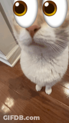 White Cat With Cartoon Eyes GIF