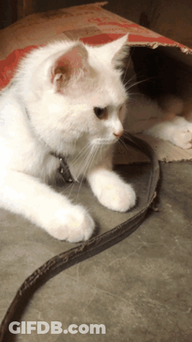 White Cat With Collar Lying GIF
