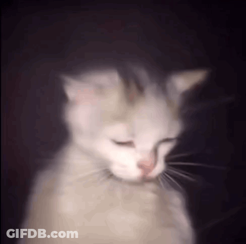White Cat With Eyes Closed GIF