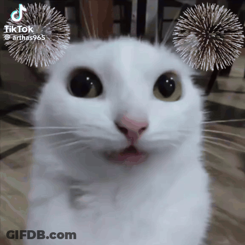 White Cat With Fireworks Behind Ears TikTok GIF