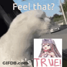 White Cat With Girl Picture Feel That True GIF