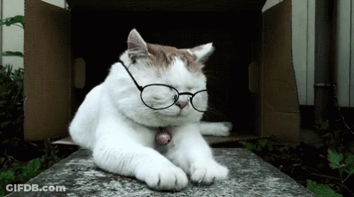 White Cat With Glasses Laying By Box GIF