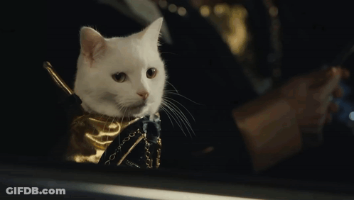 White Cat With Gold Collar Sitting In Car GIF