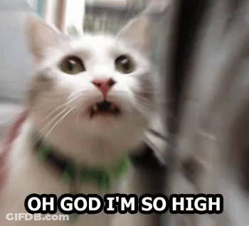 White Cat With Green Collar Saying Oh God I'm So High GIF