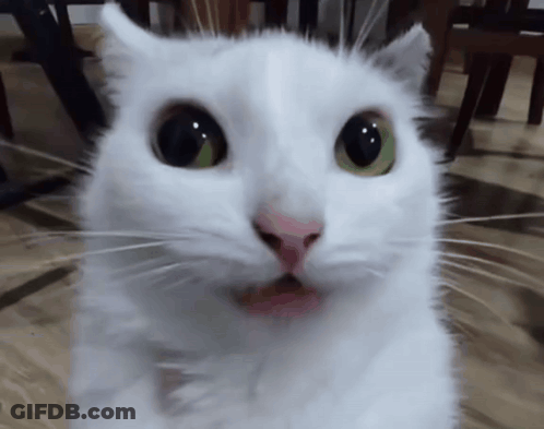 White Cat With Green Eyes And Pink Nose GIF