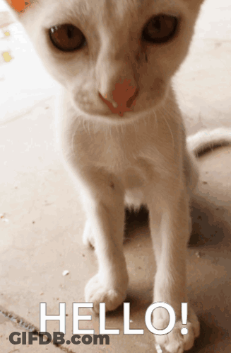 White Cat With Hello GIF