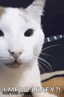 White Cat With LMFAO Leafy GIF