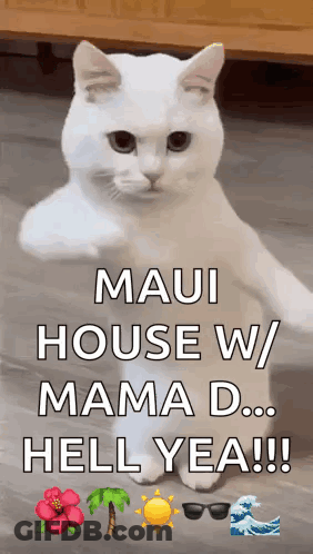 White Cat With Maui House Words GIF