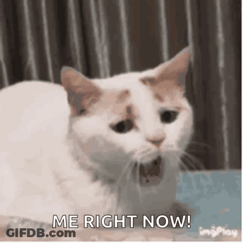 White Cat With Mouth Open Me Right Now GIF