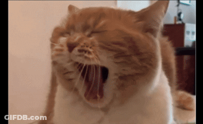 White Cat With Mouth Open Me Right Now GIF