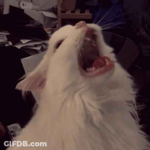 White Cat With Mouth Open GIF