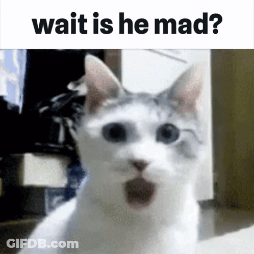 White Cat With Mouth Open Saying Wait Is He Mad GIF