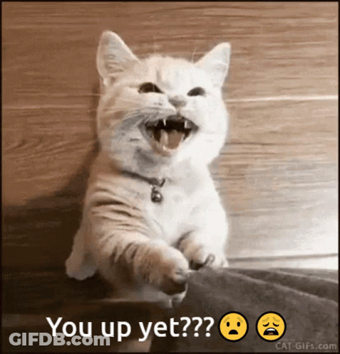 White Cat With Mouth Open Saying You Up Yet GIF