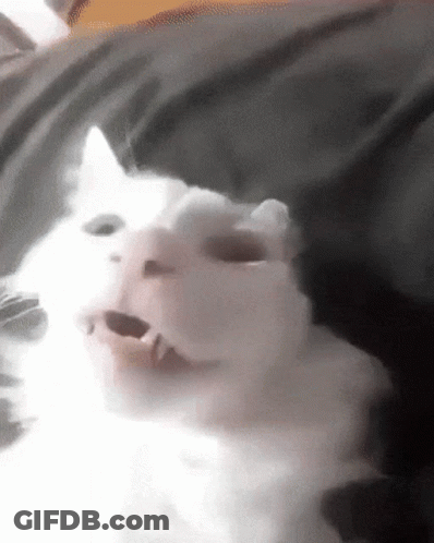 White Cat With Mouth Wide Open GIF