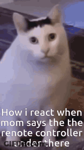 White Cat With Mustache Sitting On Bed GIF