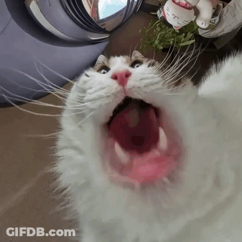 White Cat With Open Mouth And Hello Kitty Figurine GIF