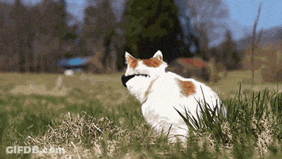 White Cat With Orange Spots Sitting In Grass GIF