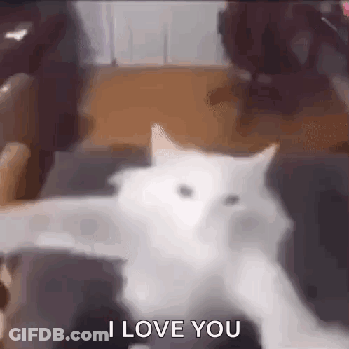 White Cat With Paws Out Saying I Love You GIF