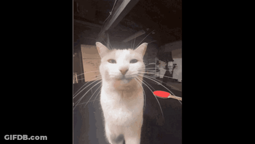 White Cat With Ping Pong Paddle GIF