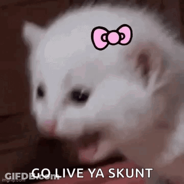 White Cat With Pink Bow Being Held GIF