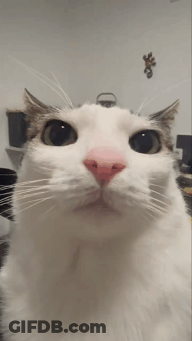 White Cat With Pink Nose And Green Eyes GIF