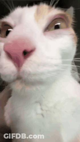 White Cat With Pink Nose And Yellow Eyes GIF