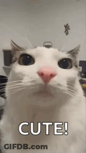 White Cat With Pink Nose Saying Cute GIF