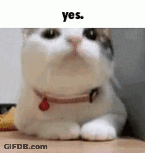 White Cat With Red Collar Laying On Wooden Floor GIF