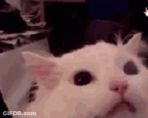 White Cat With Sad Face GIF